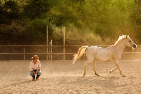 Airbnb Animal Experiences