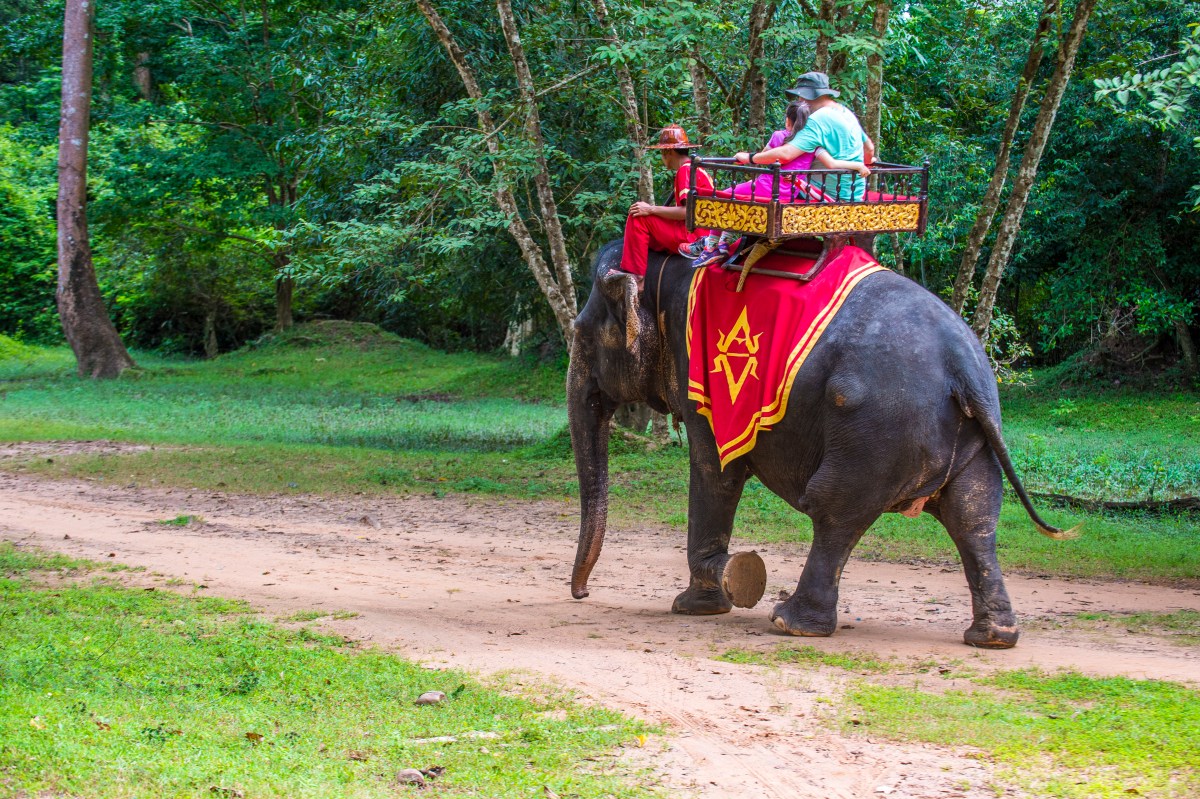 Cambodia Will Ban Elephant Rides at Angkor in 2020 - InsideHook