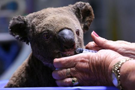 A dehydrated and injured Koala receives treatment at the Port Macquarie Koala Hospital in Port Macquarie on November 2, 2019, after its rescue from a bushfire that has ravaged an area of over 2,000 hectares. - Hundreds of koalas are feared to have burned to death in an out-of-control bushfire on Australia's east coast, wildlife authorities said October 30. (Photo by SAEED KHAN / AFP) (Photo by SAEED KHAN/AFP via Getty Images)