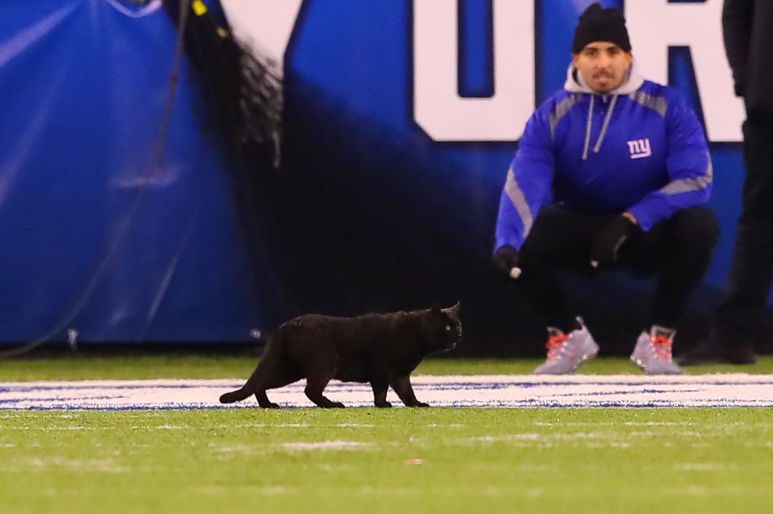 Black Cat on Field Spooks Giants as Cowboys Win on "Monday Night Football"