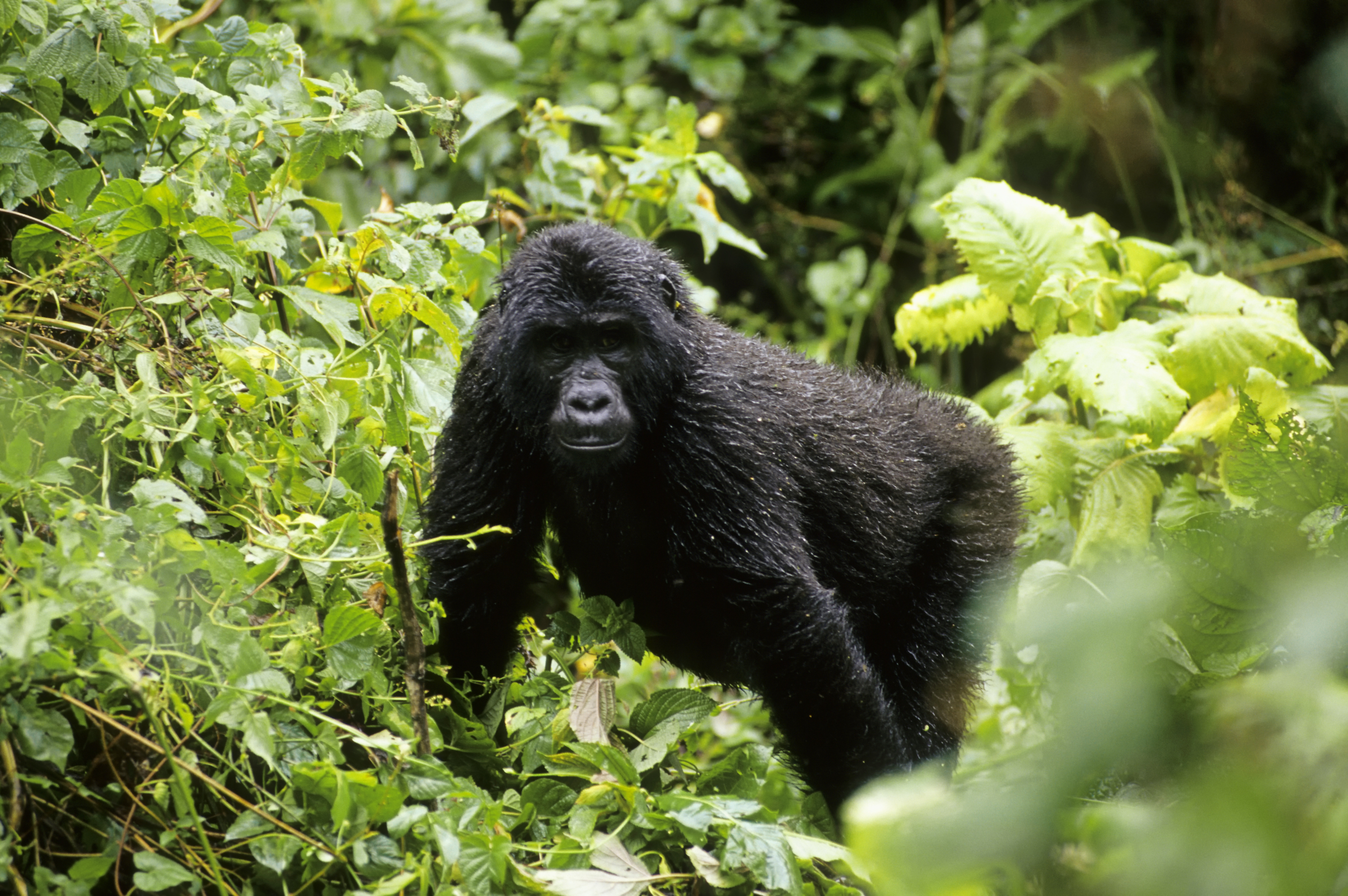 ethical gorilla trekking uganda