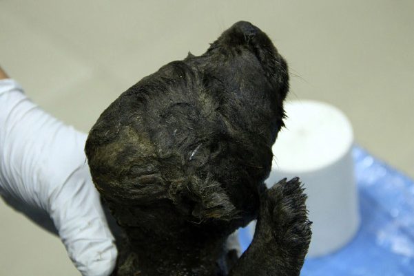 A frozen 18,000-year-old puppy was uncovered in Russia.