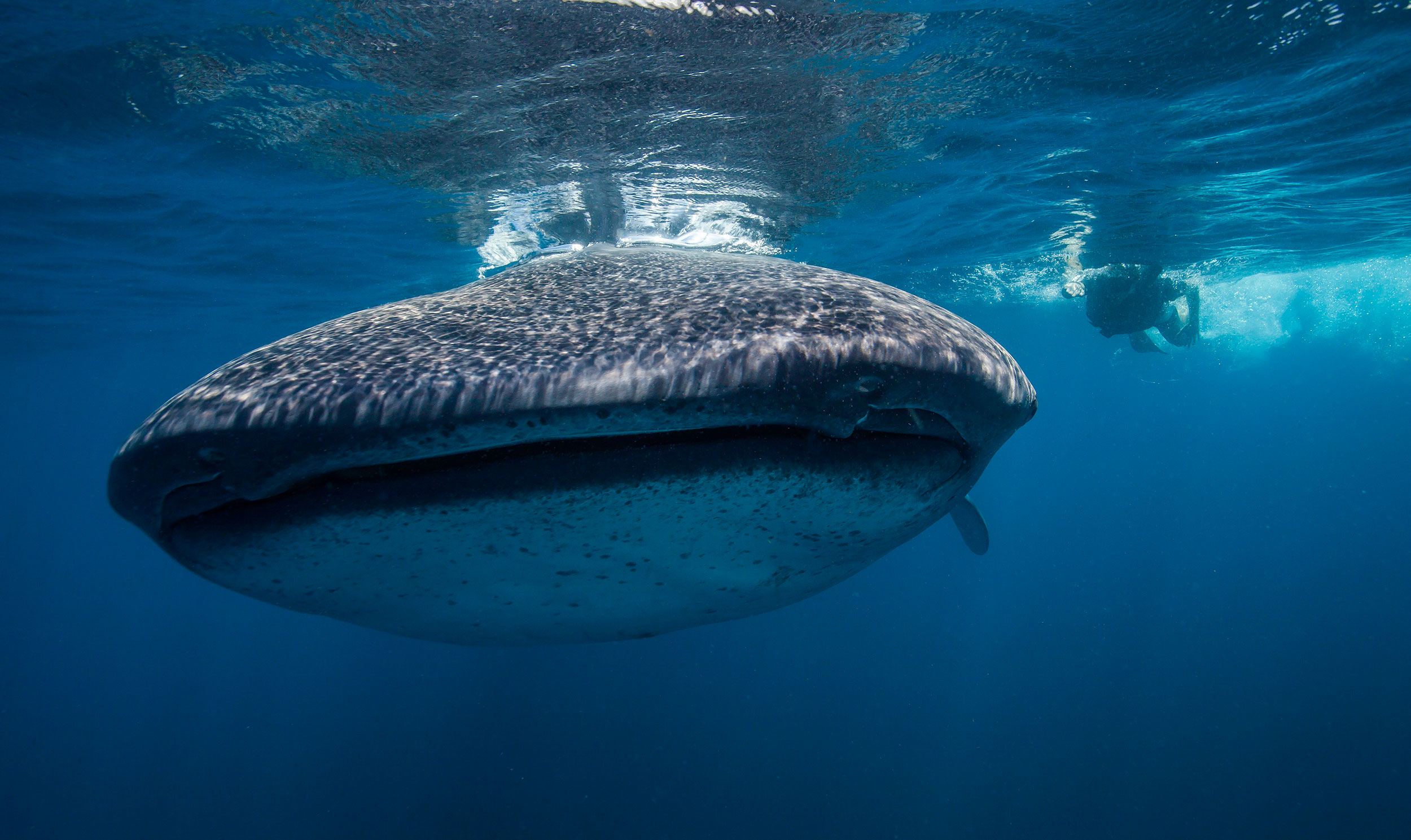 ethical whale shark swimming mexico