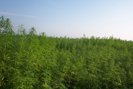 Industrial hemp