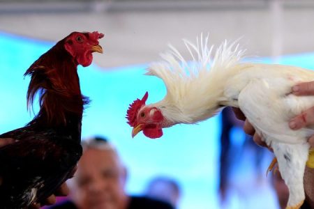 Puerto Rico Will Keep Cockfighting Alive By Ignoring Federal Ban