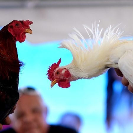 Puerto Rico Will Keep Cockfighting Alive By Ignoring Federal Ban