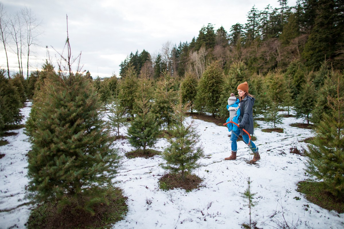 What happened to all the real Christmas trees?