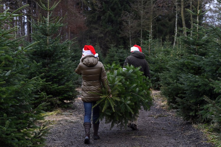 Are Baby Boomers Killing the Christmas Tree?