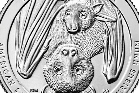 The new quarter will feature a baby Samoan fruit bat and its mother.