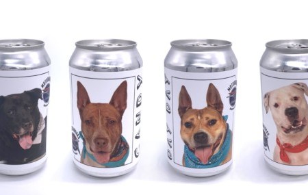 Adoptable Dog Cruiser cans