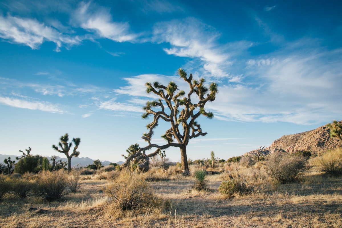 The 5 Best Hikes at Joshua Tree National Park InsideHook