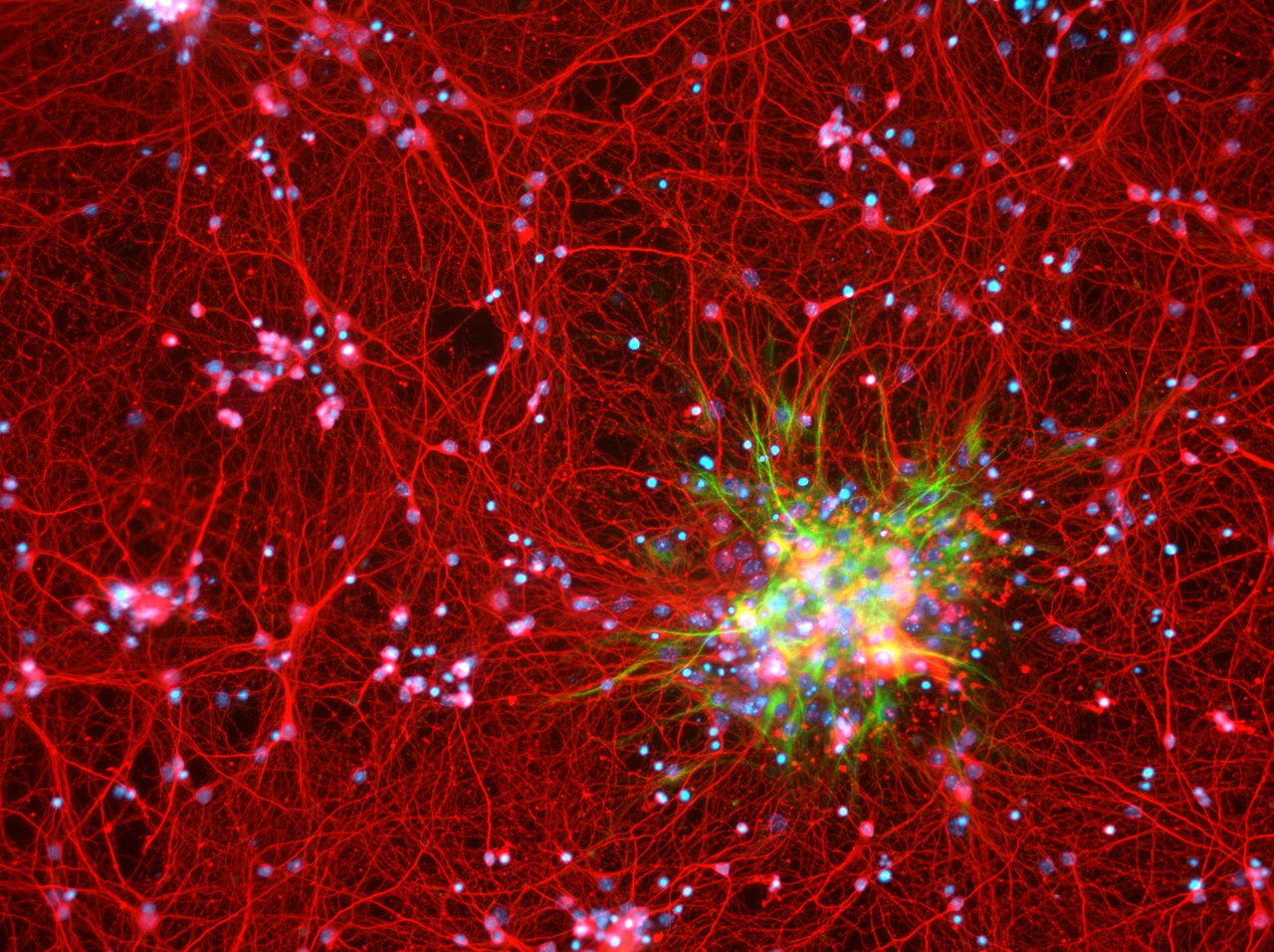 Neurons