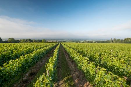 English vineyards at Nyetimber