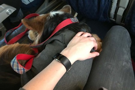 Emotional support dog