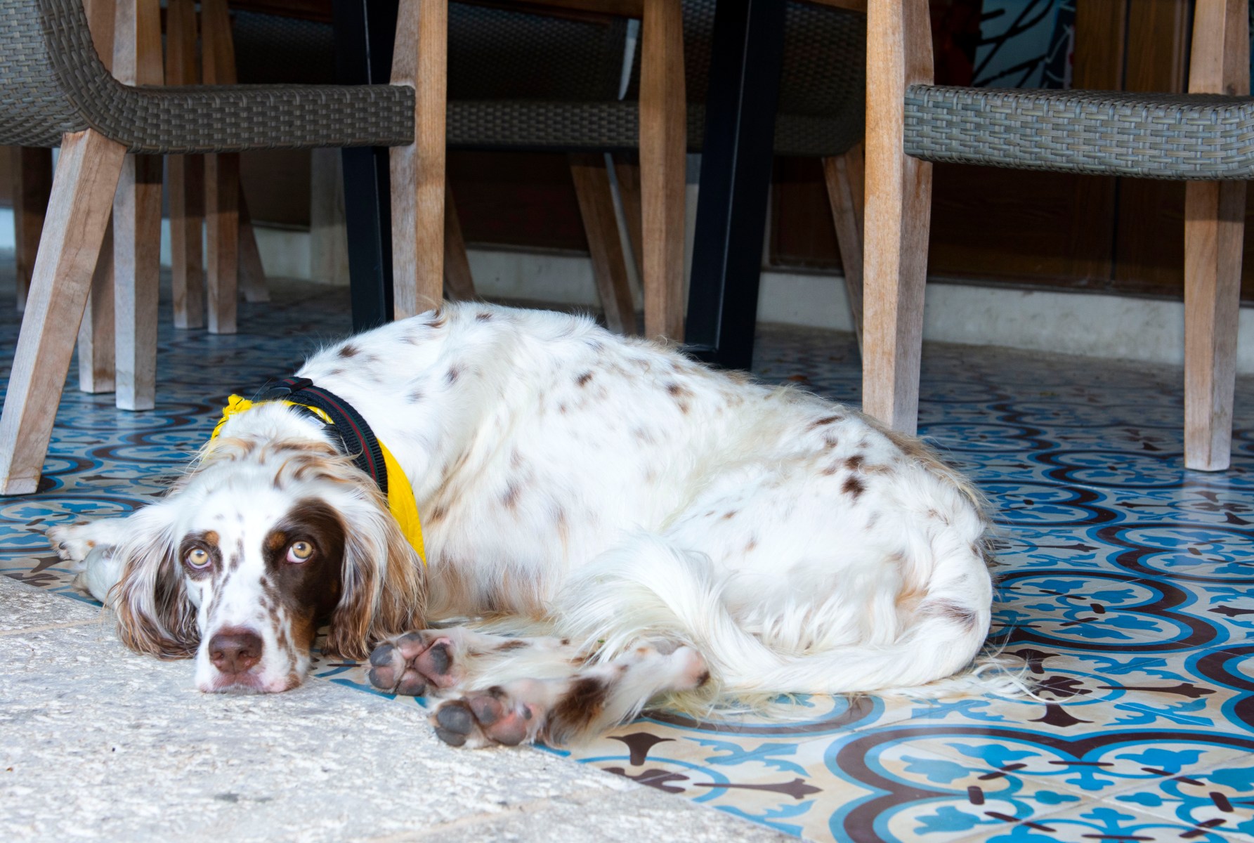 Grutman’s English Setter, Charlie, has no time for your nonsense as he reclines on Grutman’s Cuban-inspired tile.