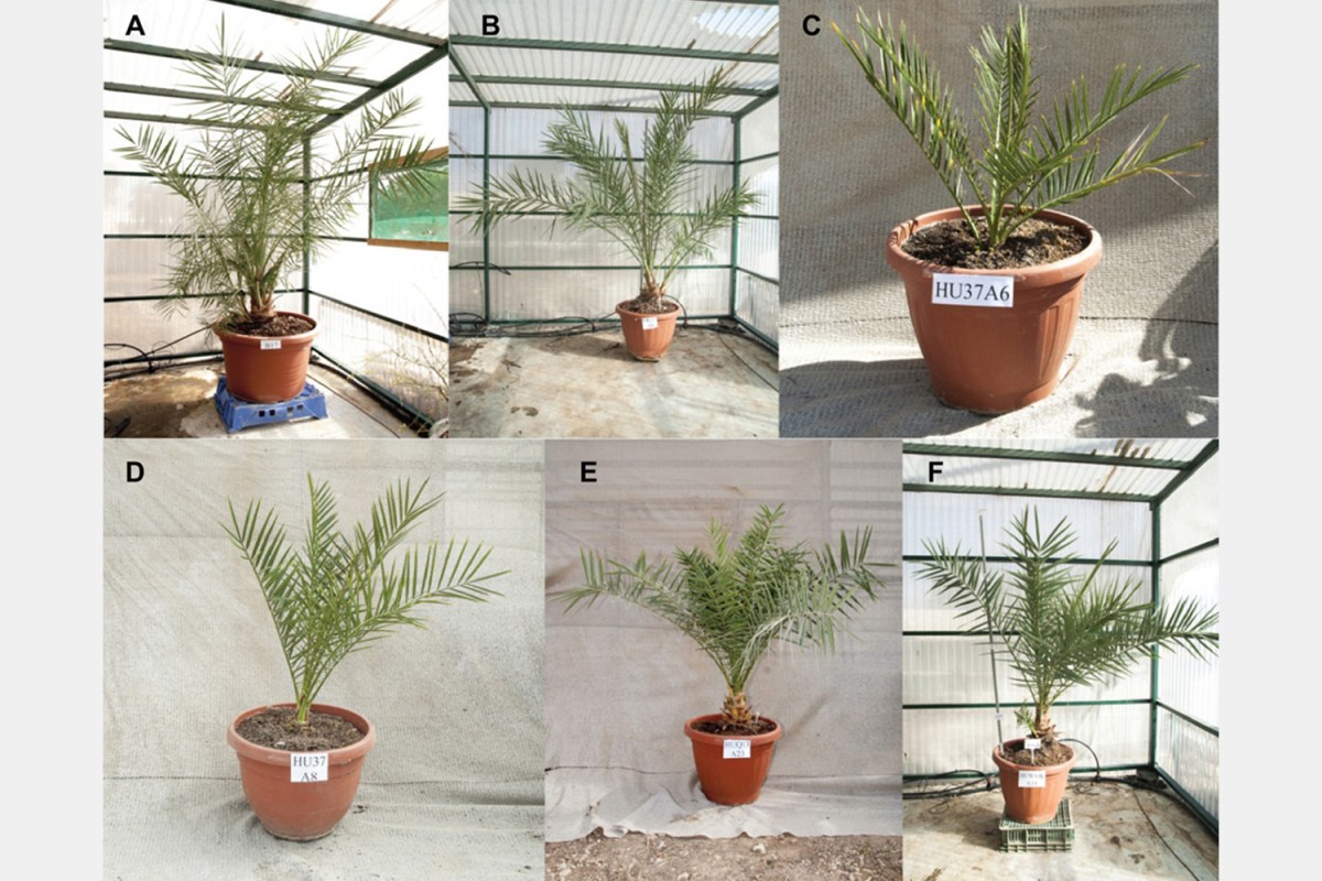 Scientists Grow Date Palms From 2,000-Year-Old Seeds