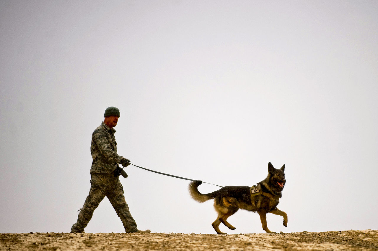 Army dog on a leash