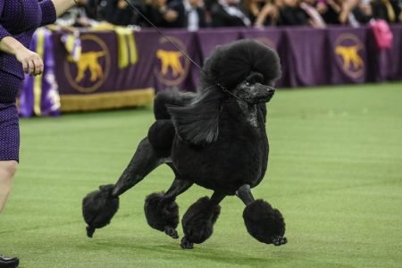 Westminster Kennel Club Crowns Standard Poodle as Top Dog