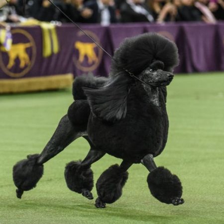 Westminster Kennel Club Crowns Standard Poodle as Top Dog