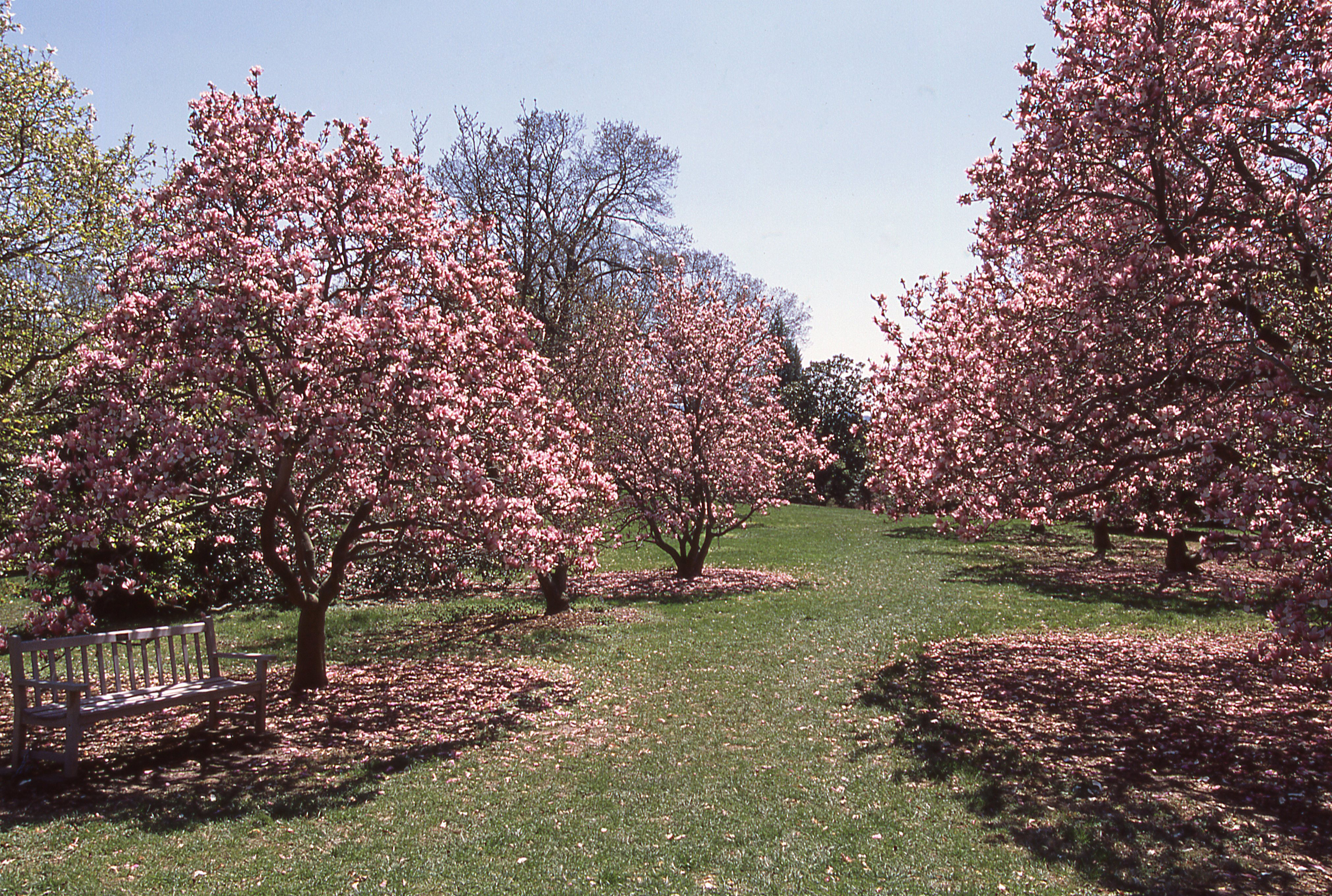 spring cherry blossoms national arboretum