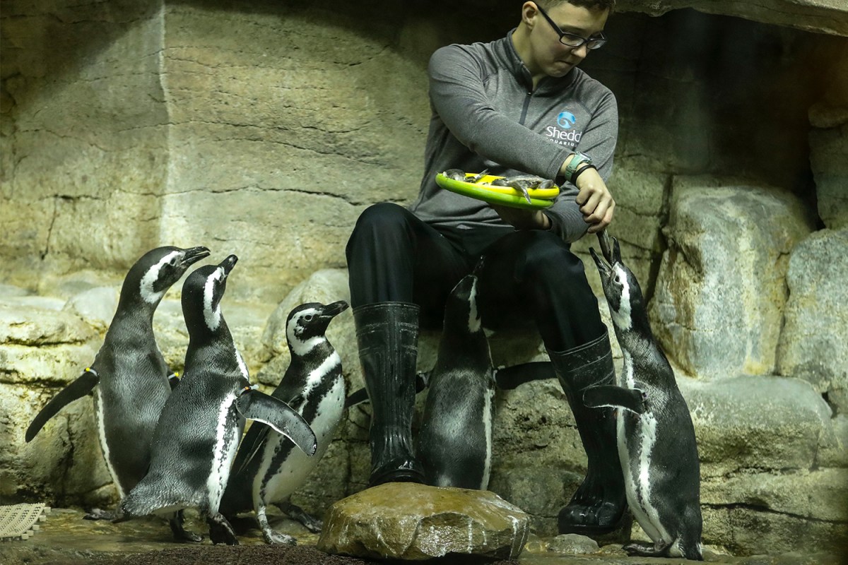 Magellanic penguins being fed at Chicago’s Shedd Aquarium