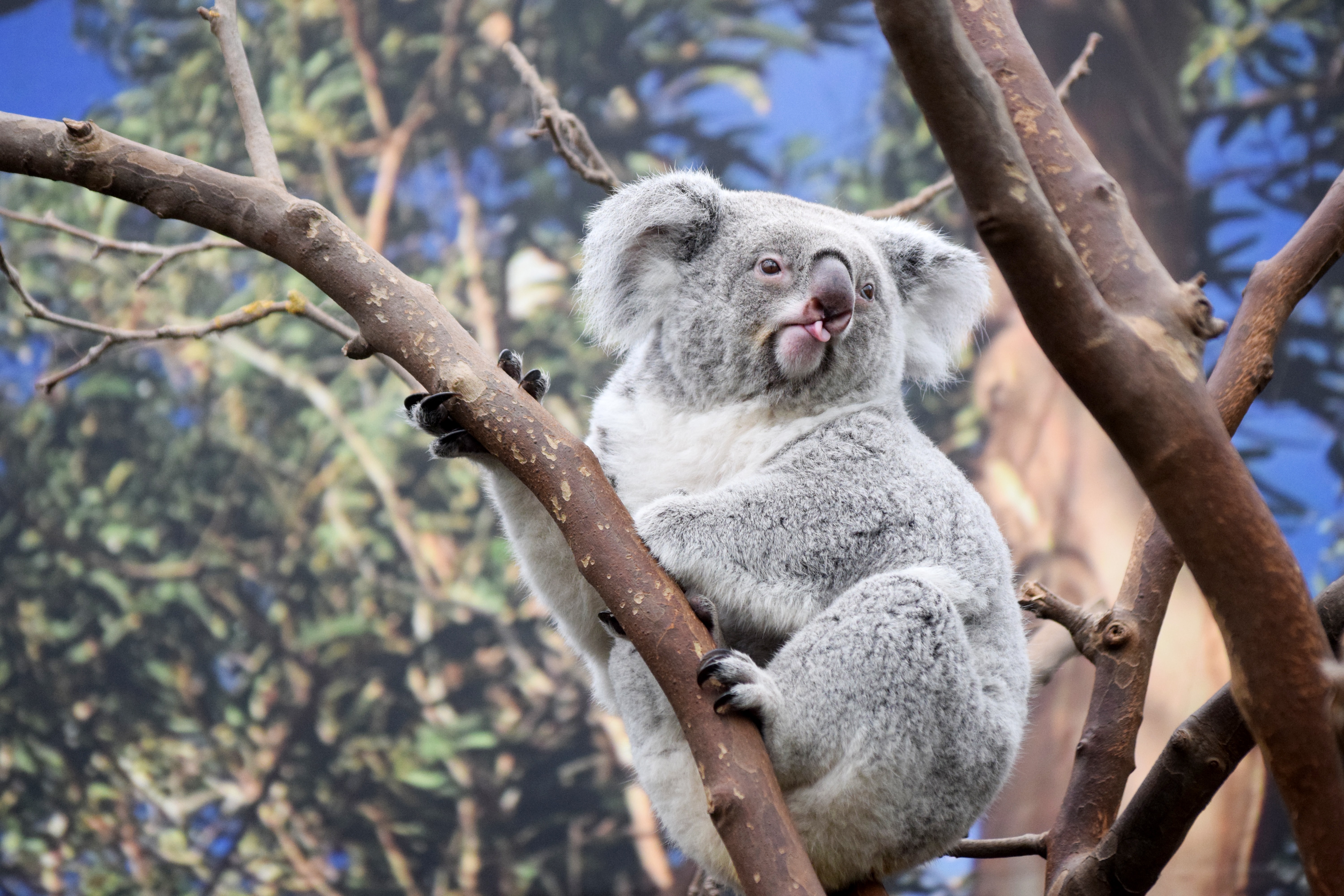 koalas australian bushfires