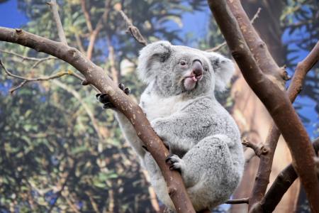 koalas australian bushfires