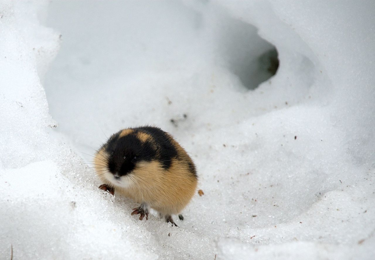 lemming