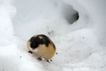 lemming