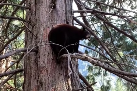 A black bear in a tree at Yosemite National Park