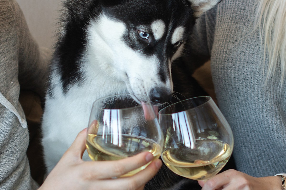 dog wine delivery