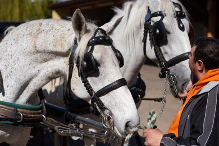 Chicago has become the latest city to ban horse-drawn carriages. (Photo by Thomas Kronsteiner/Getty Images)