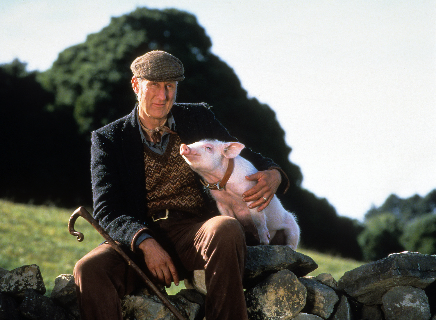 Actor James Cromwell with the pig in the movie Babe