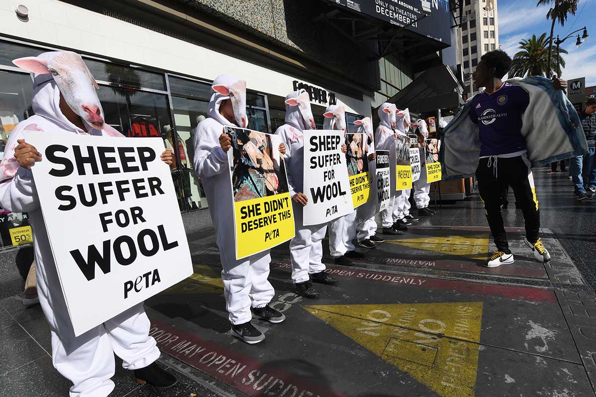 PETA wool protest