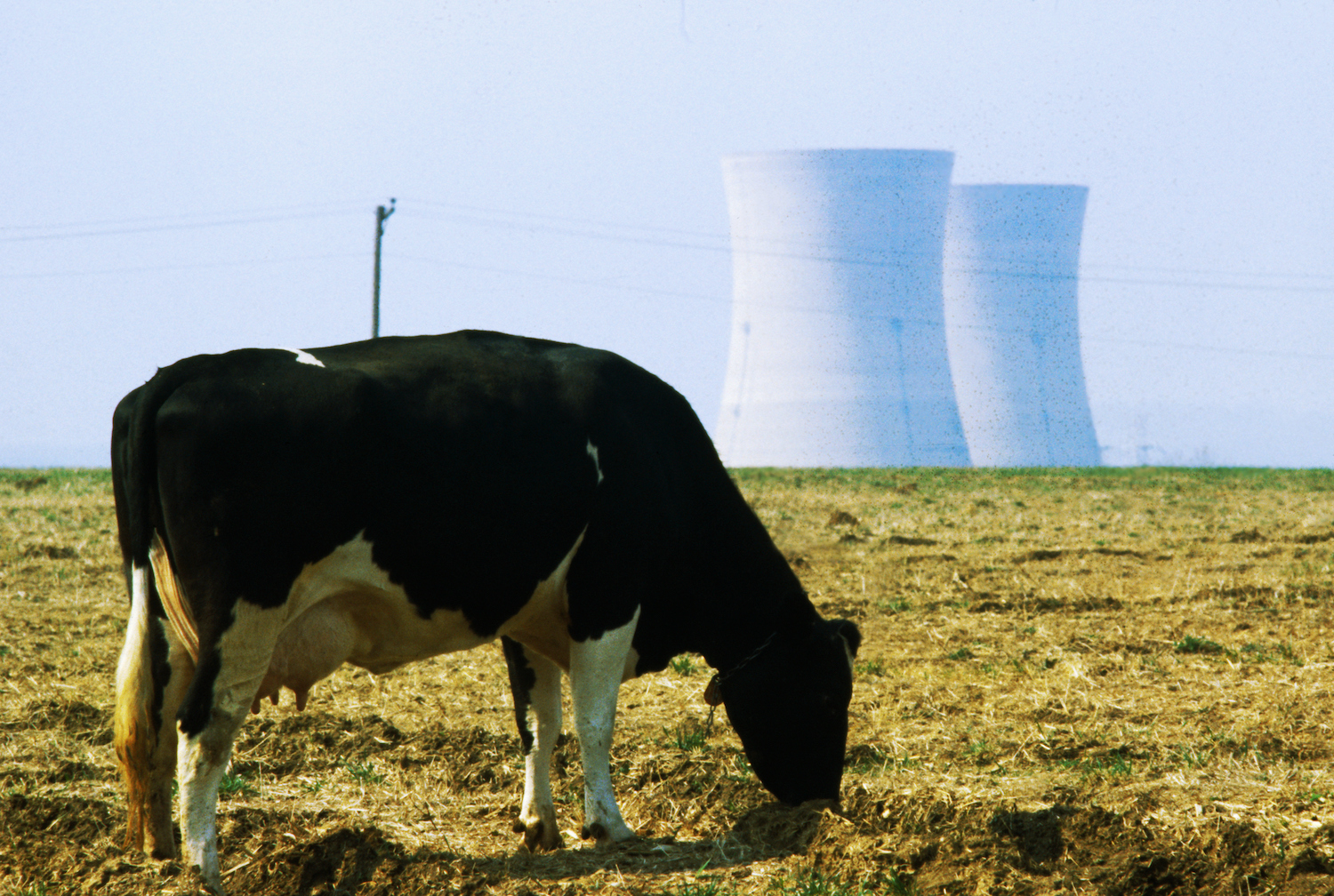 Cow Grazing in Front of Three Mile Island Power Plant
