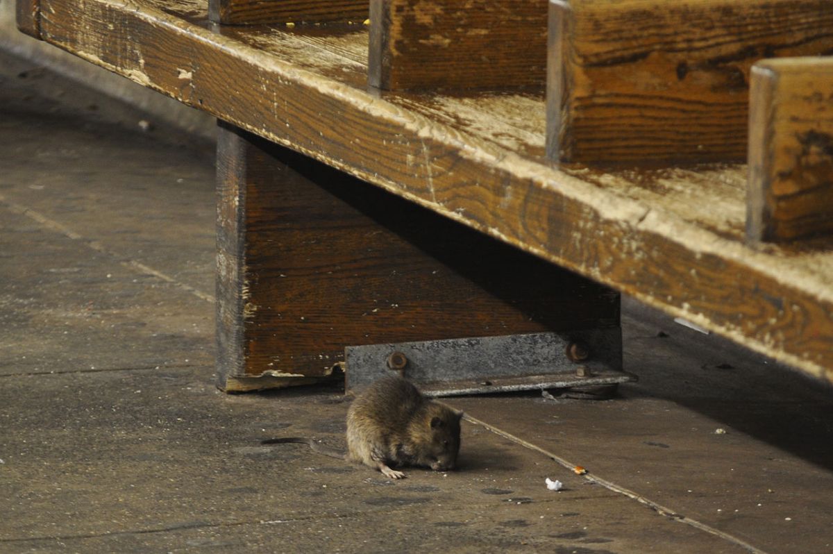 Subway rat under a bench