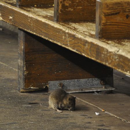 Subway rat under a bench