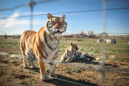 Wild Animal Sanctuary In Colorado Home To Almost 40 Tigers From Wildly Popular Documentary Of Joe Exotic "Tiger King"