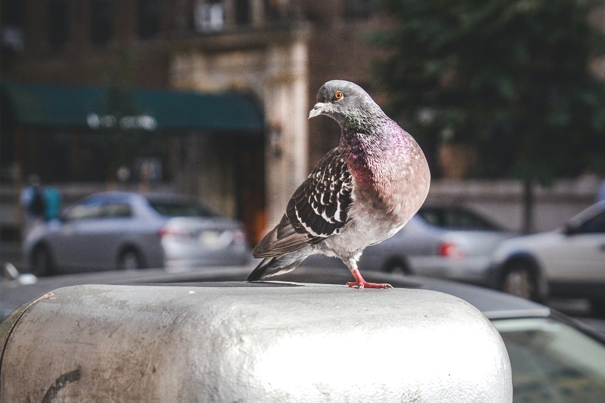 Pigeon sitting on a ledge in new york city