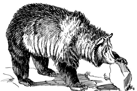 Bear illustration