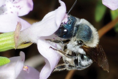 Distinctive Blue Bees, Believed Extinct, Found Again in Florida