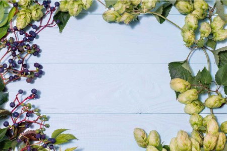 grapes hops