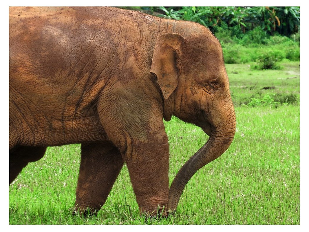 Elephants Make Unexpected Return in Thai National Park - InsideHook