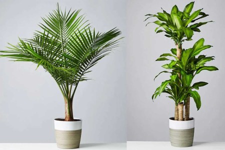 Deal: Get Two Sexy Floor Plants for Only $200