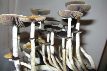 Magic mushrooms