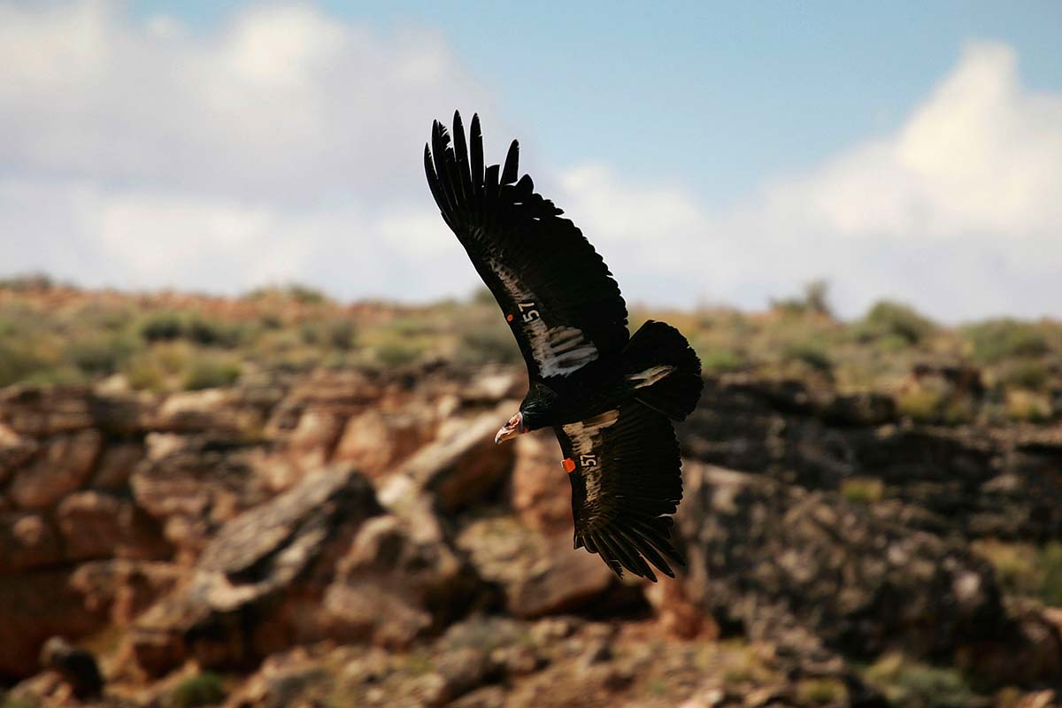 California condor flying through the air