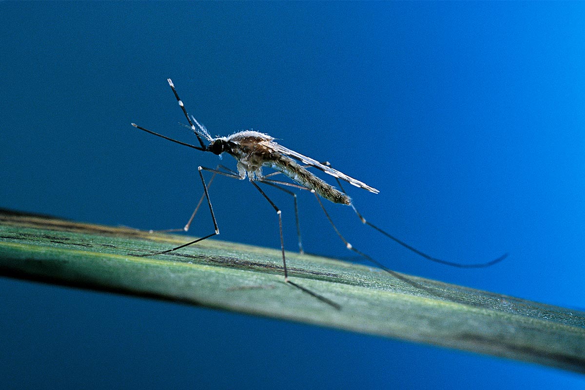 Anopheles maculipennis (malaria mosquito) on a leaf