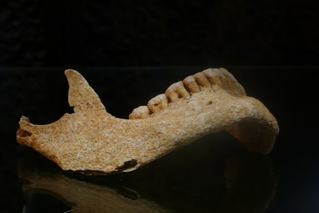 Jaw