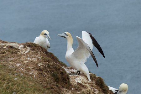 Gannets