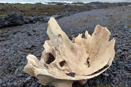Whale bones